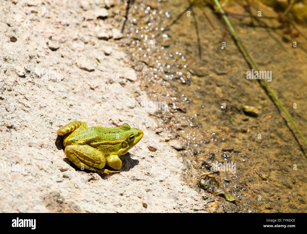 Die europäischen Grünen Laubfrosch (Hyla arborea früher Rana arborea) in der östlichen Spanischen Dorf Saldon in der Provinz von Huesca, Aragón, Spanien. Stockfoto