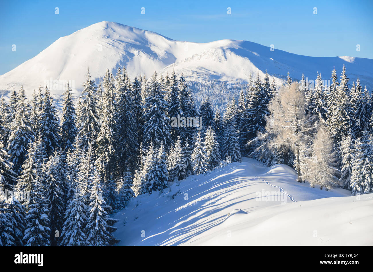 Blick auf Petros Peak in den ukrainischen Karpaten. Wilde unberührte Natur Winter Landschaft mit Schneeverwehungen, Bäume und Berge Stockfoto
