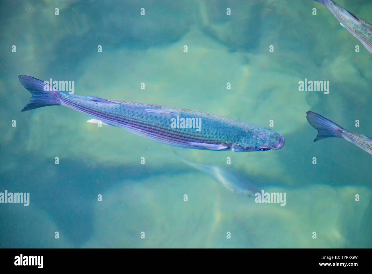 Die Nahaufnahme Foto von Fischen in klaren türkisblauen Meer Wasser des Atlantik, Kanarische Inseln, Spanien. Es ist wunderschön natürliche Hintergrund. Stockfoto