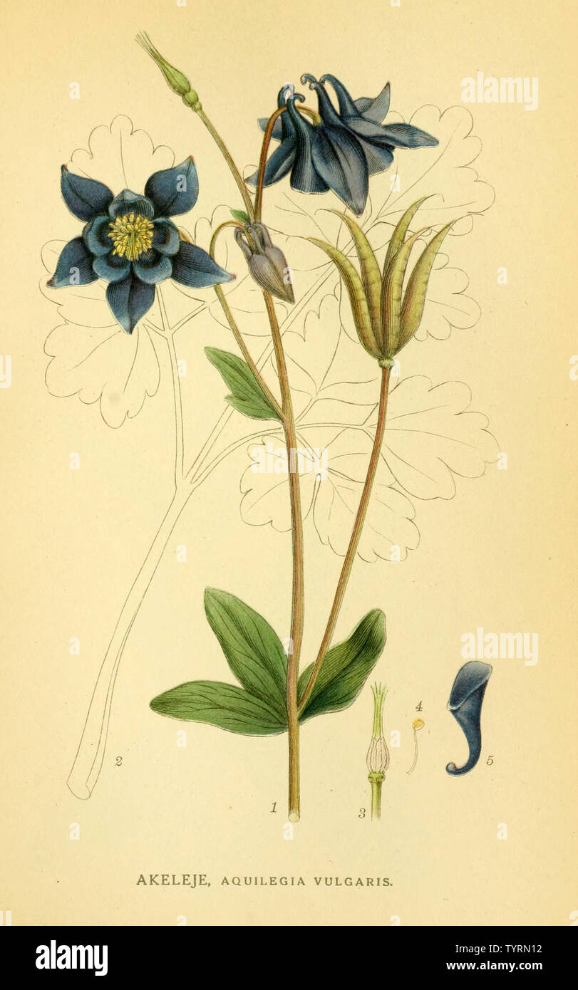 Schöne vintage Hand gezeichneten Abbildungen von Pflanzen und Blumen aus alten Buch. Kann als Poster oder dekoratives Element für den Innenausbau verwendet werden. Stockfoto
