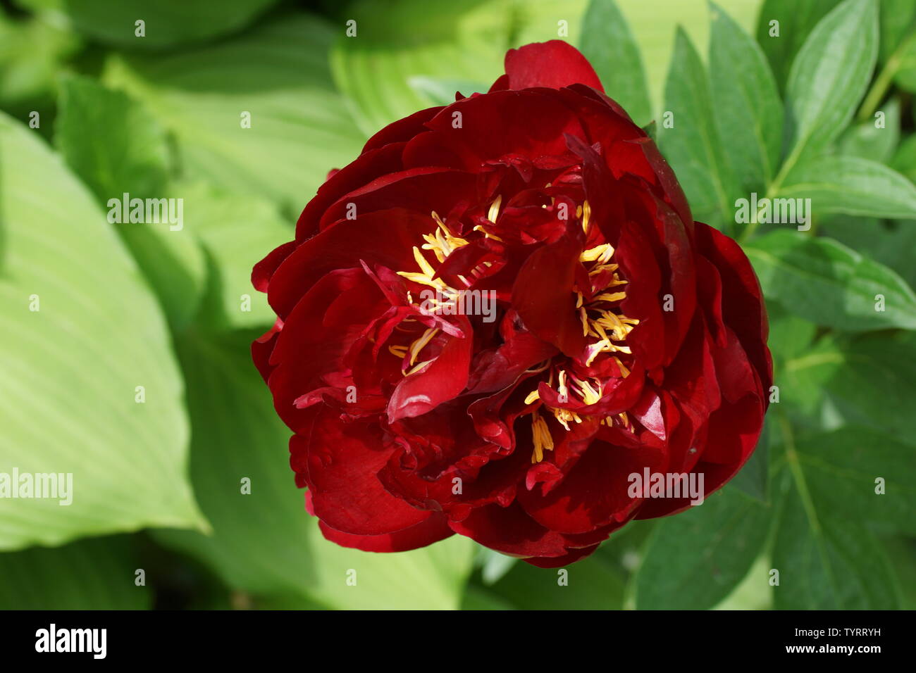 Paeonia Buckeye Belle. Rote Pfingstrose. Paeonia lactiflora (Chinesische Pfingstrose oder gemeinsamen Garten päonie). Eine Blume Stockfoto