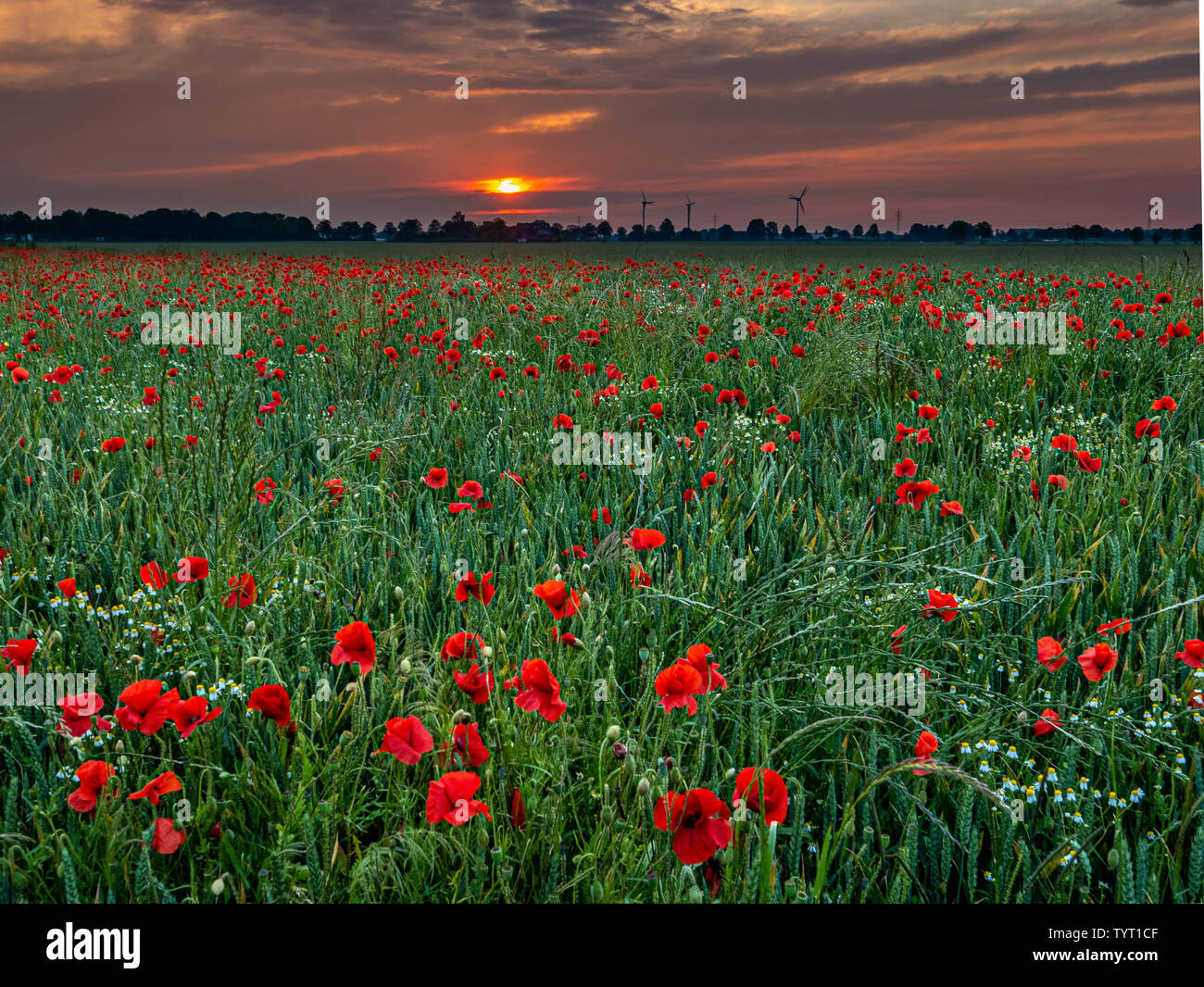 Ein Feld von hellen roten Mohnblumen in der Abendsonne leuchtenden Stockfoto