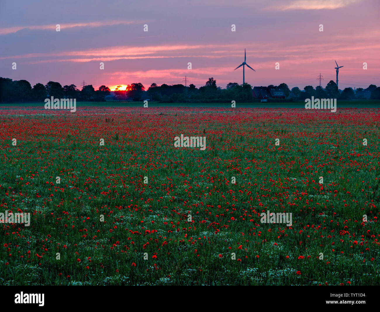 Roter Mohn glühen in der Abendsonne in Deutschland Stockfoto