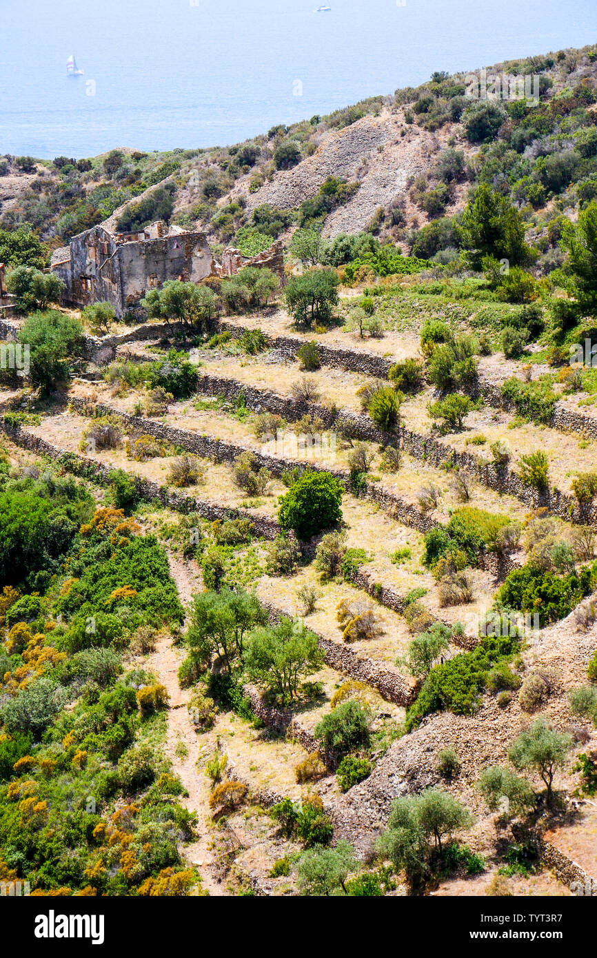 Abgebrochene terrassierten Kulturen, La Ciotat, Bouches-du-Rhone, Frankreich Stockfoto
