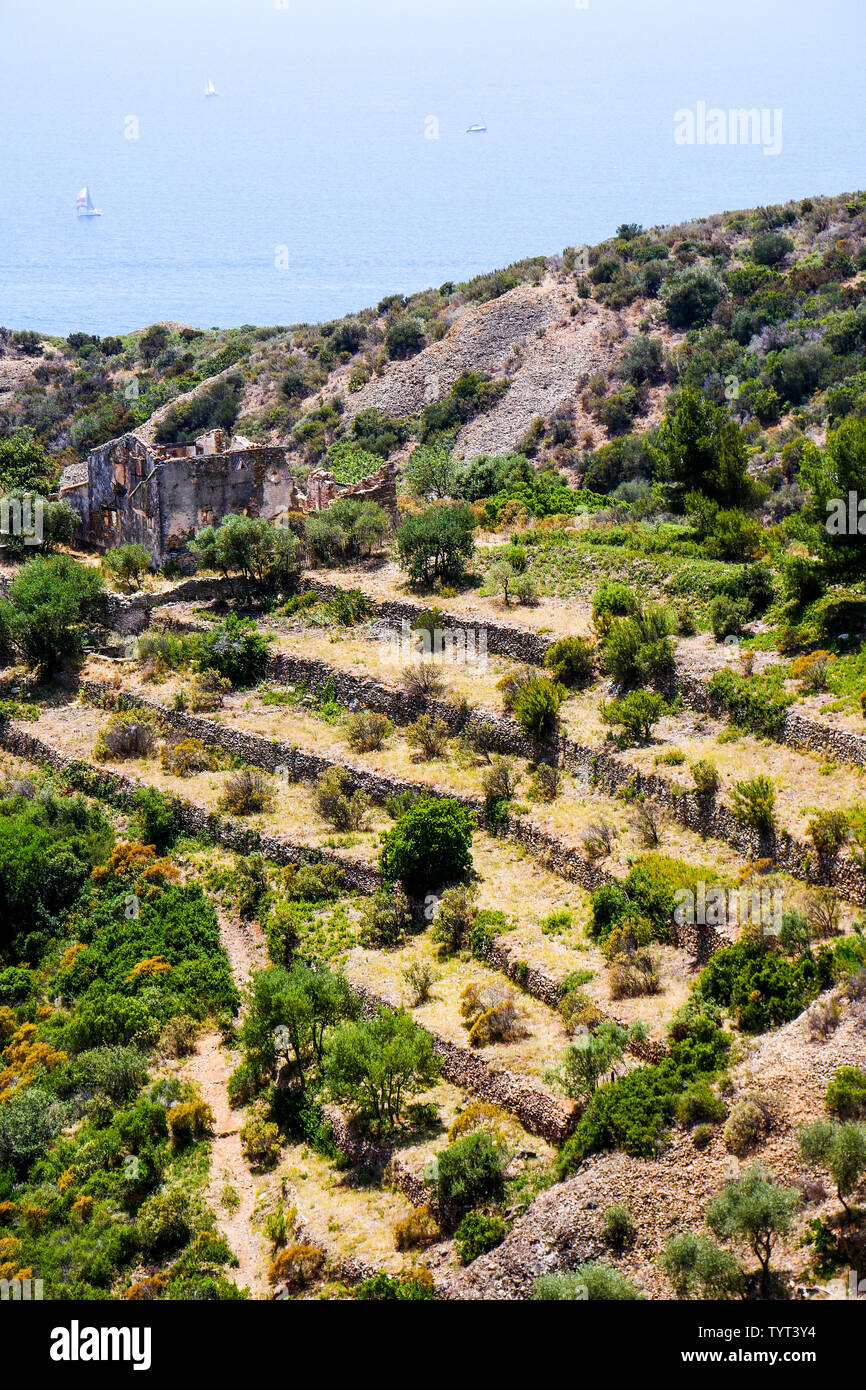 Abgebrochene terrassierten Kulturen, La Ciotat, Bouches-du-Rhone, Frankreich Stockfoto