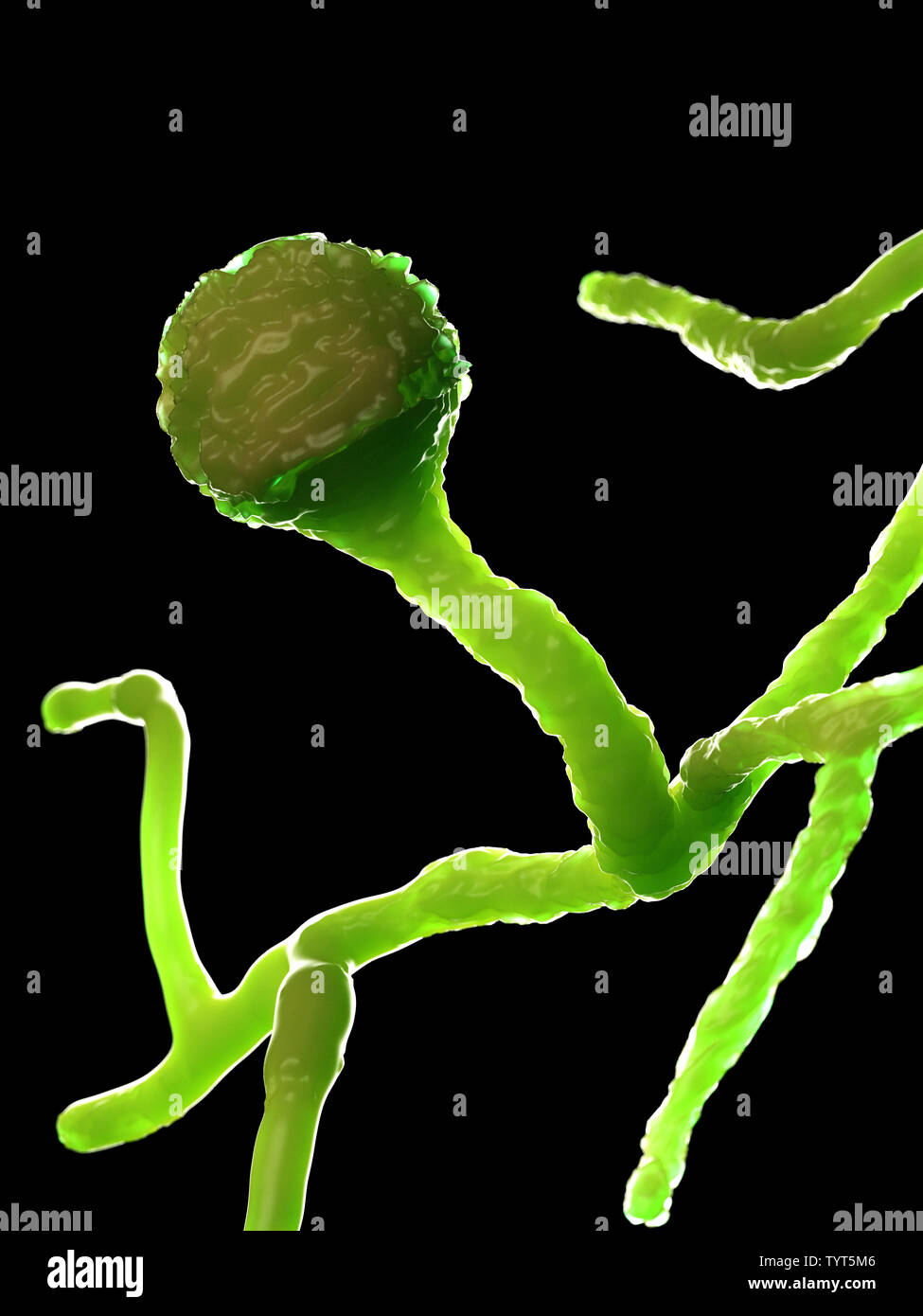 Gerenderten 3d-Abbildung der Form - mucor Stockfoto