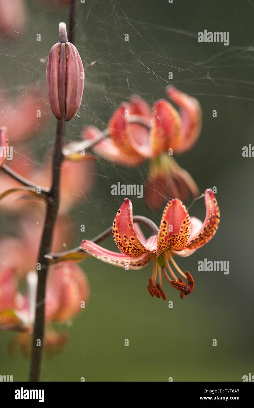 (Martagon Lilium martagon Lilie oder der Türke cap Lily), einem eurasischen Arten von Lily. Sie ist heimisch in Europa und Asien. Stockfoto