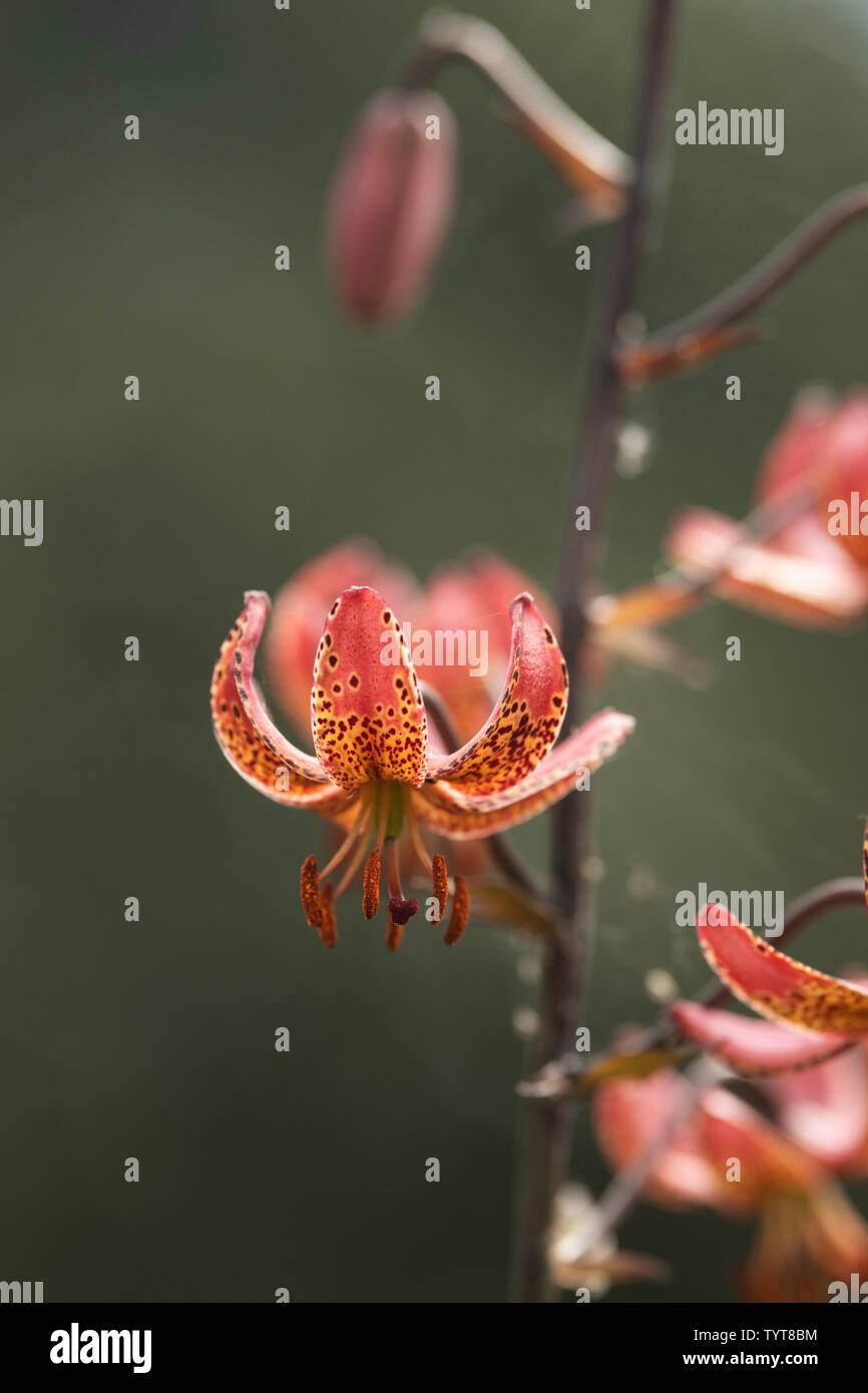 (Martagon Lilium martagon Lilie oder der Türke cap Lily), einem eurasischen Arten von Lily. Sie ist heimisch in Europa und Asien. Stockfoto
