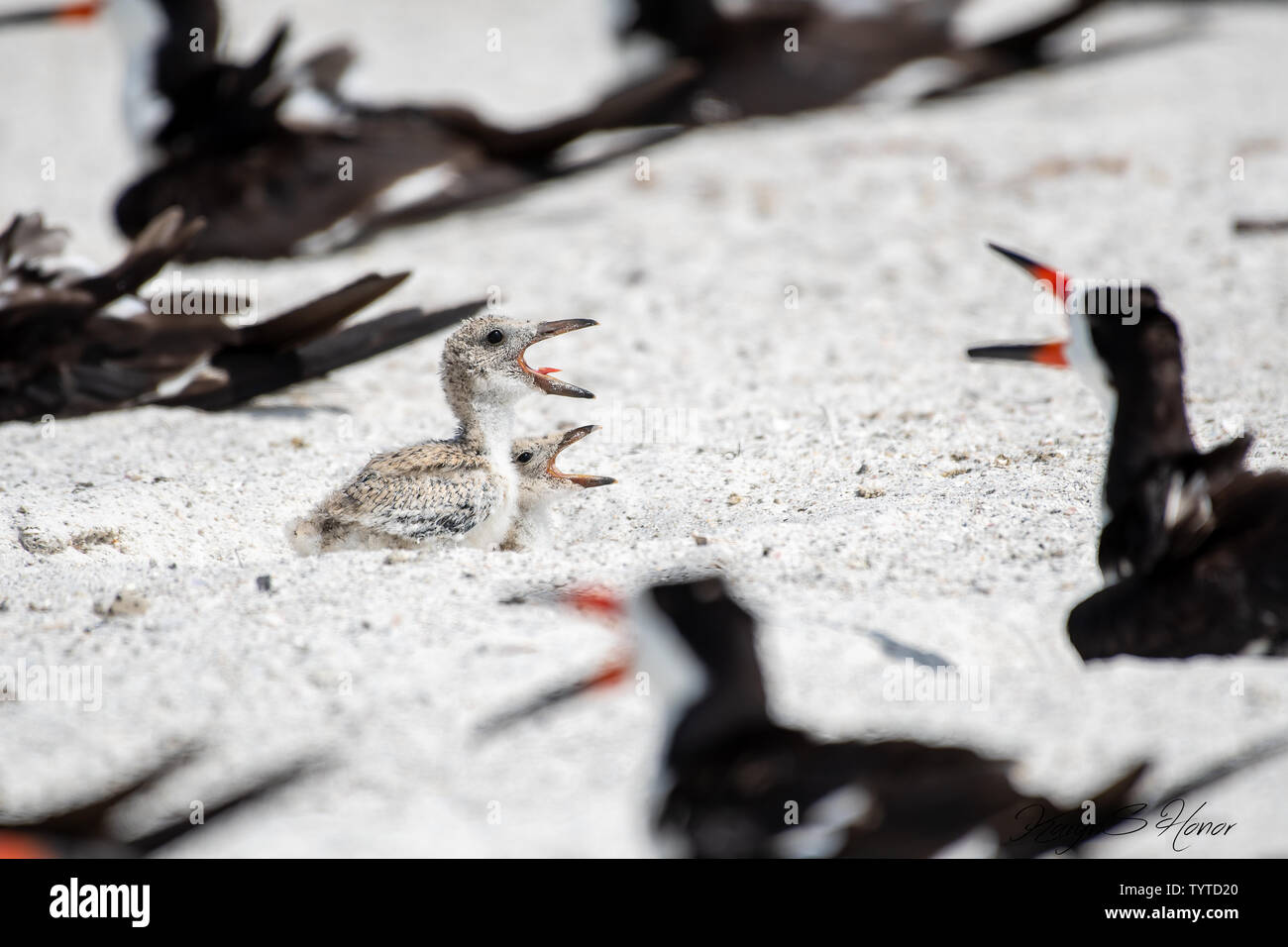 Schwarzes Abstreicheisen baby Küken im Nest Abkühlung durch Öffnen ihre Schnäbel Stockfoto