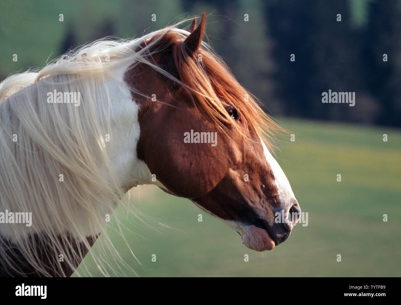PAINT HORSE Stockfoto