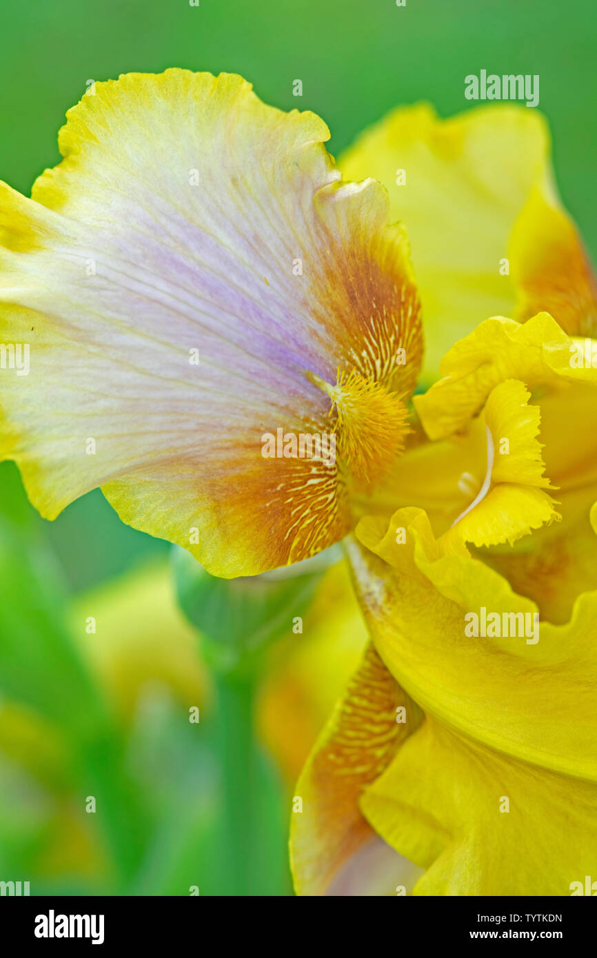 Gelb-weißen bärtigen Iris in meinem Garten in North Carolina Stockfoto