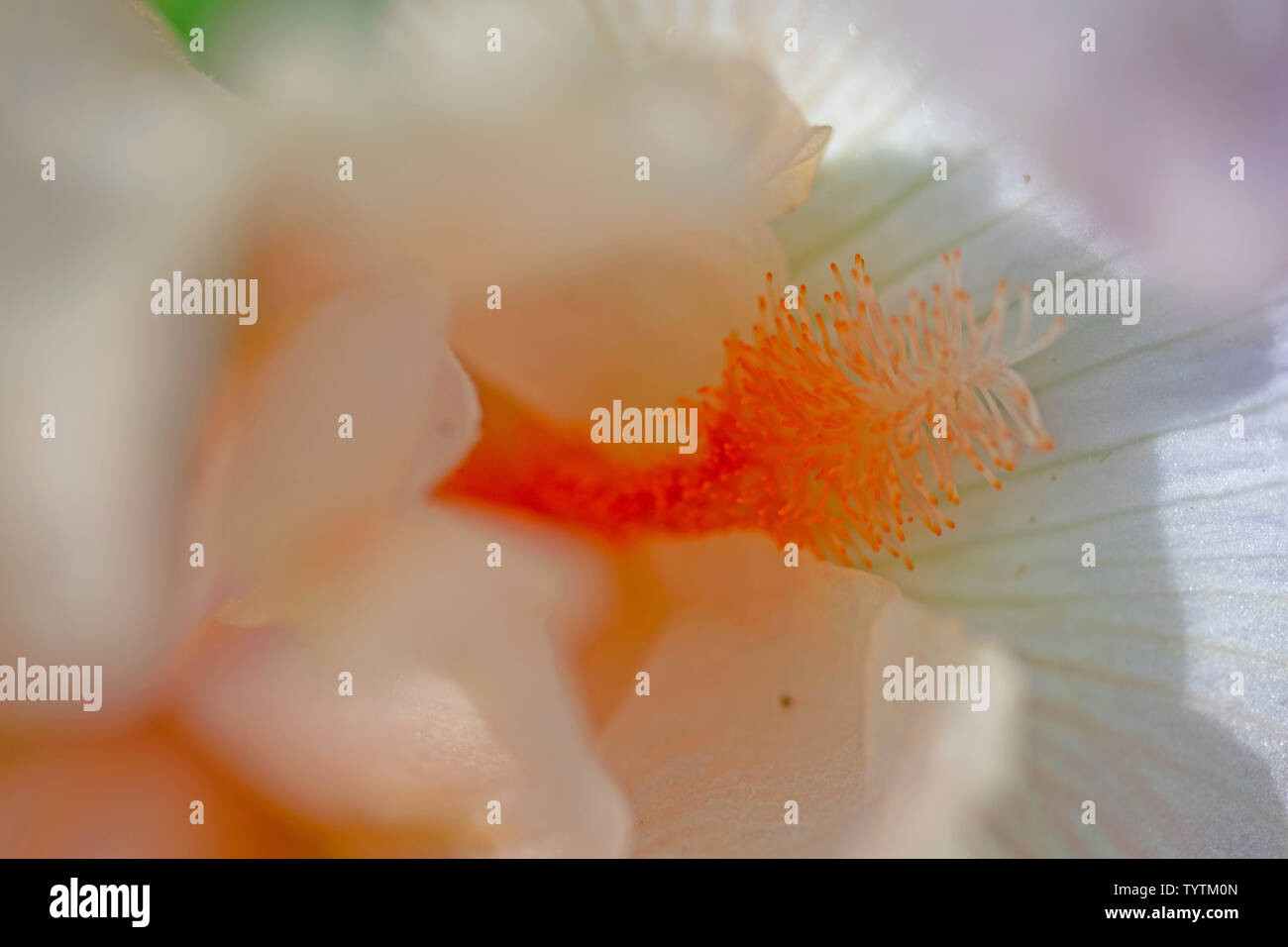 Extreme Makro Nahaufnahme eines Iris Blume und orange Staubfaden Stockfoto