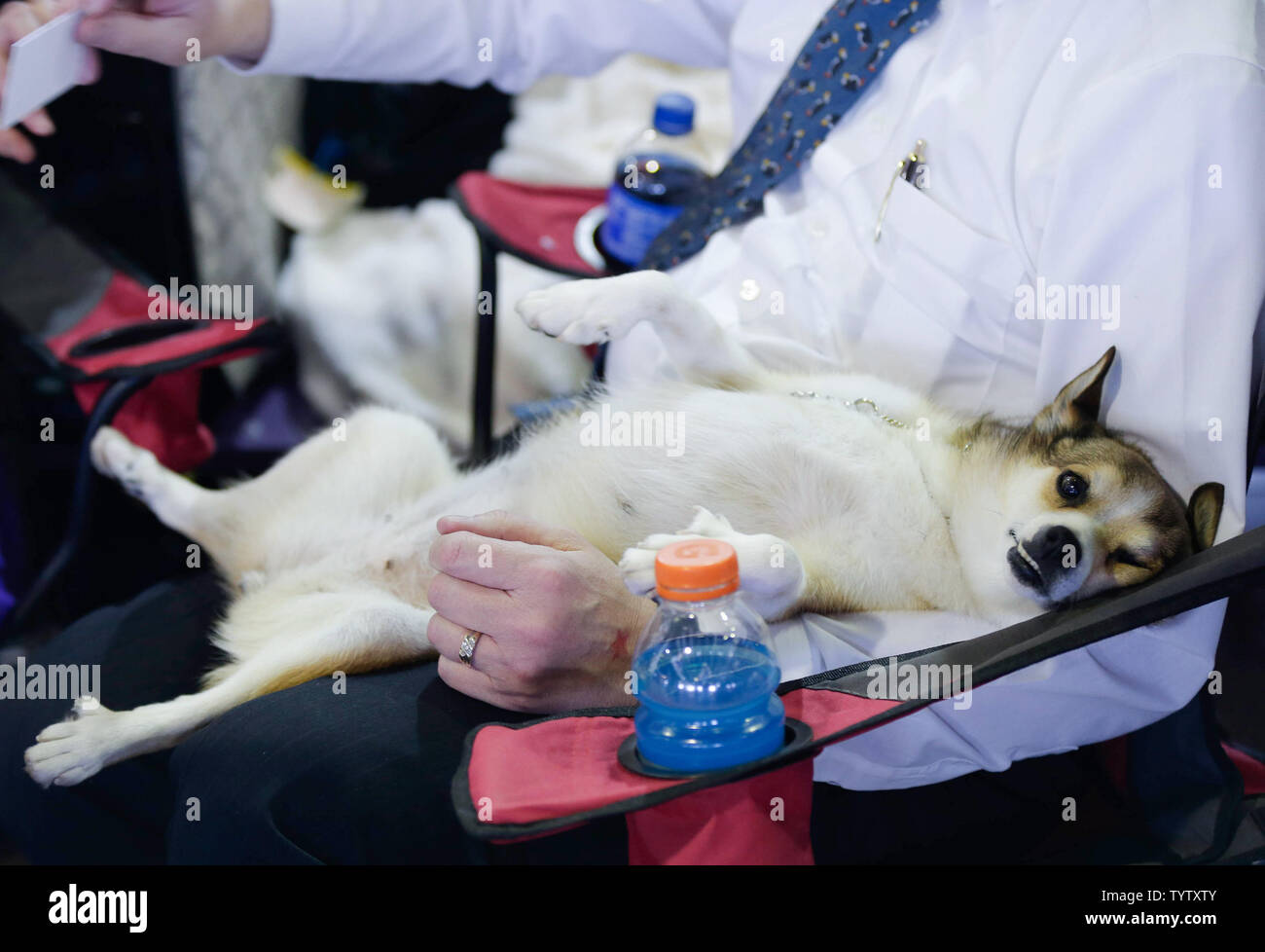 Ein Norwegischer Lundehund anliegt, bevor Konkurrieren am 143. jährliche Westminster Kennel Club Dog Show am Pier 92 in New York City am 11. Februar 2019. Die erste Westminster Show wurde am 8. Mai 1877 statt, der am längsten gehalten Sportveranstaltung in den Vereinigten Staaten hinter Nur das Kentucky Derby, die erstmals 1875 stattfand. Foto von John angelillo/UPI Stockfoto