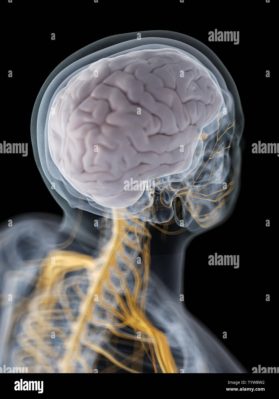 3D-gerenderte medizinisch genauen Abbildung des Gehirns und des Nervensystems Stockfoto