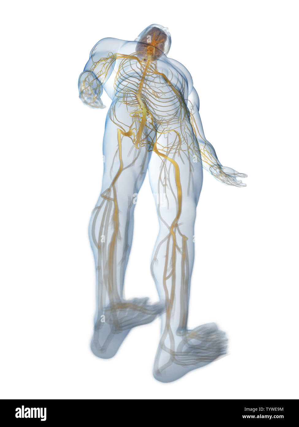 3D-gerenderte medizinisch genauen Abbildung des Gehirns und des Nervensystems Stockfoto