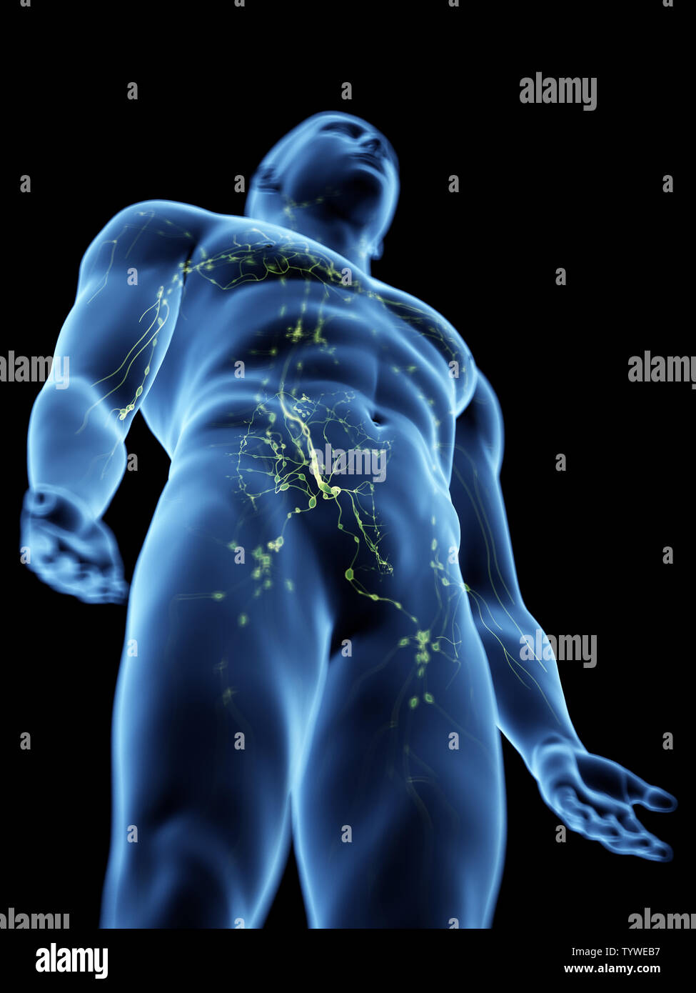 3D-gerenderte medizinisch genauen Abbildung des lymphatischen Systems Stockfoto