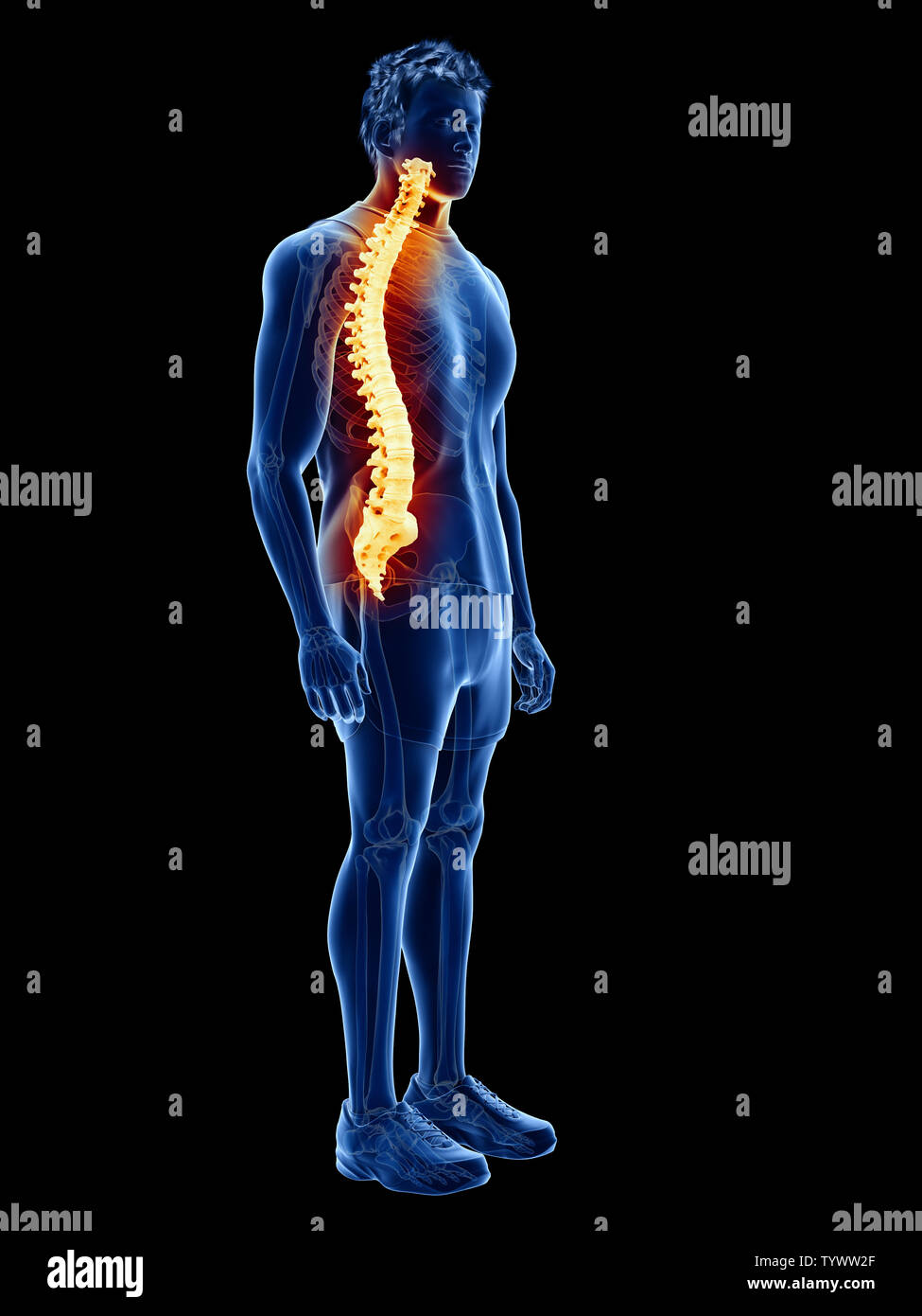 Mann anatomie innere organe rücken -Fotos und -Bildmaterial in hoher ...