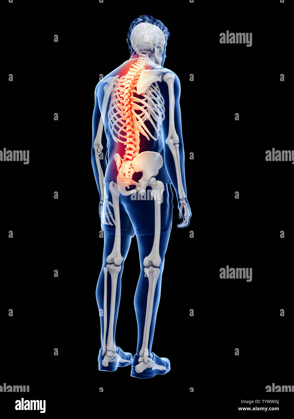 Mann anatomie innere organe rücken -Fotos und -Bildmaterial in hoher ...