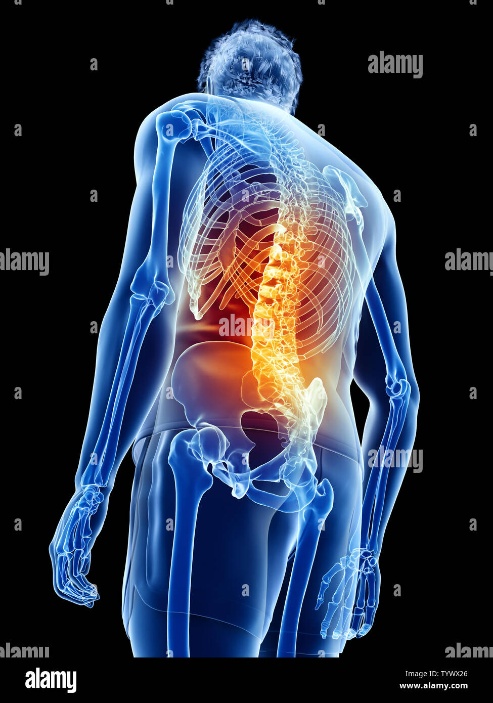 Mann anatomie innere organe rücken -Fotos und -Bildmaterial in hoher ...