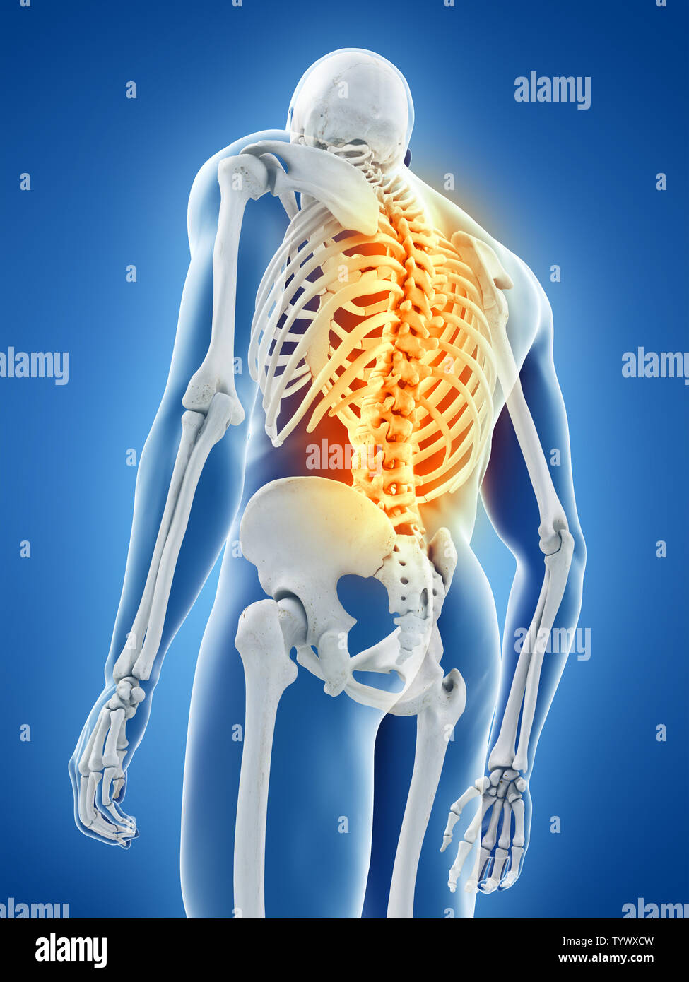 Mann anatomie innere organe rücken -Fotos und -Bildmaterial in hoher ...