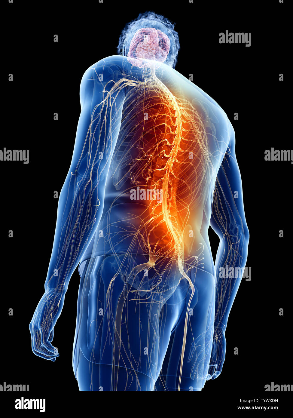 Mann anatomie innere organe rücken -Fotos und -Bildmaterial in hoher ...