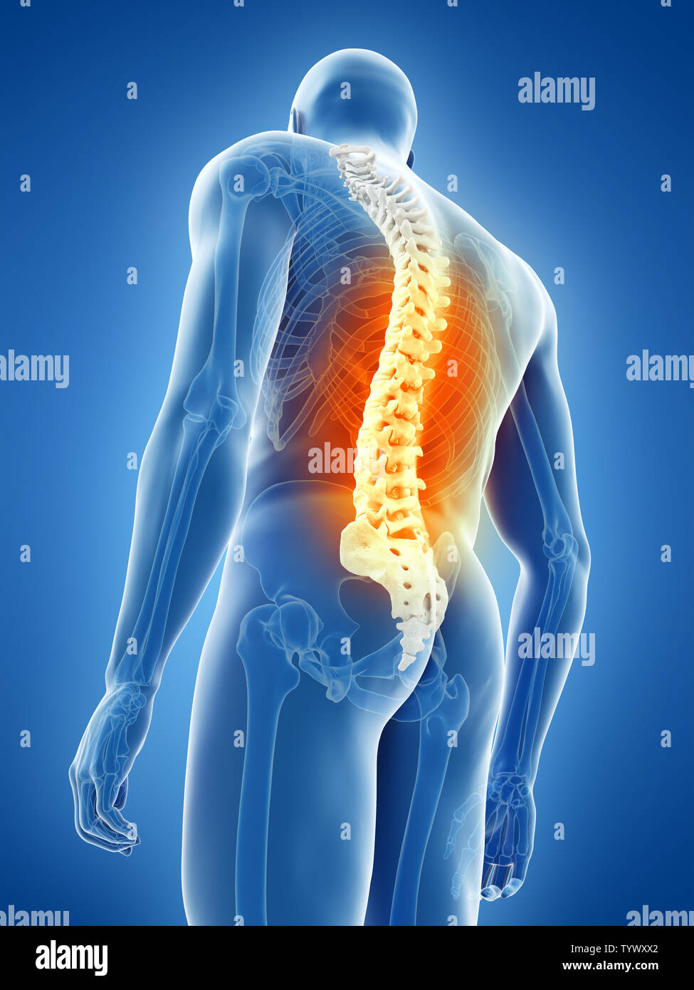 Mann anatomie innere organe rücken -Fotos und -Bildmaterial in hoher ...