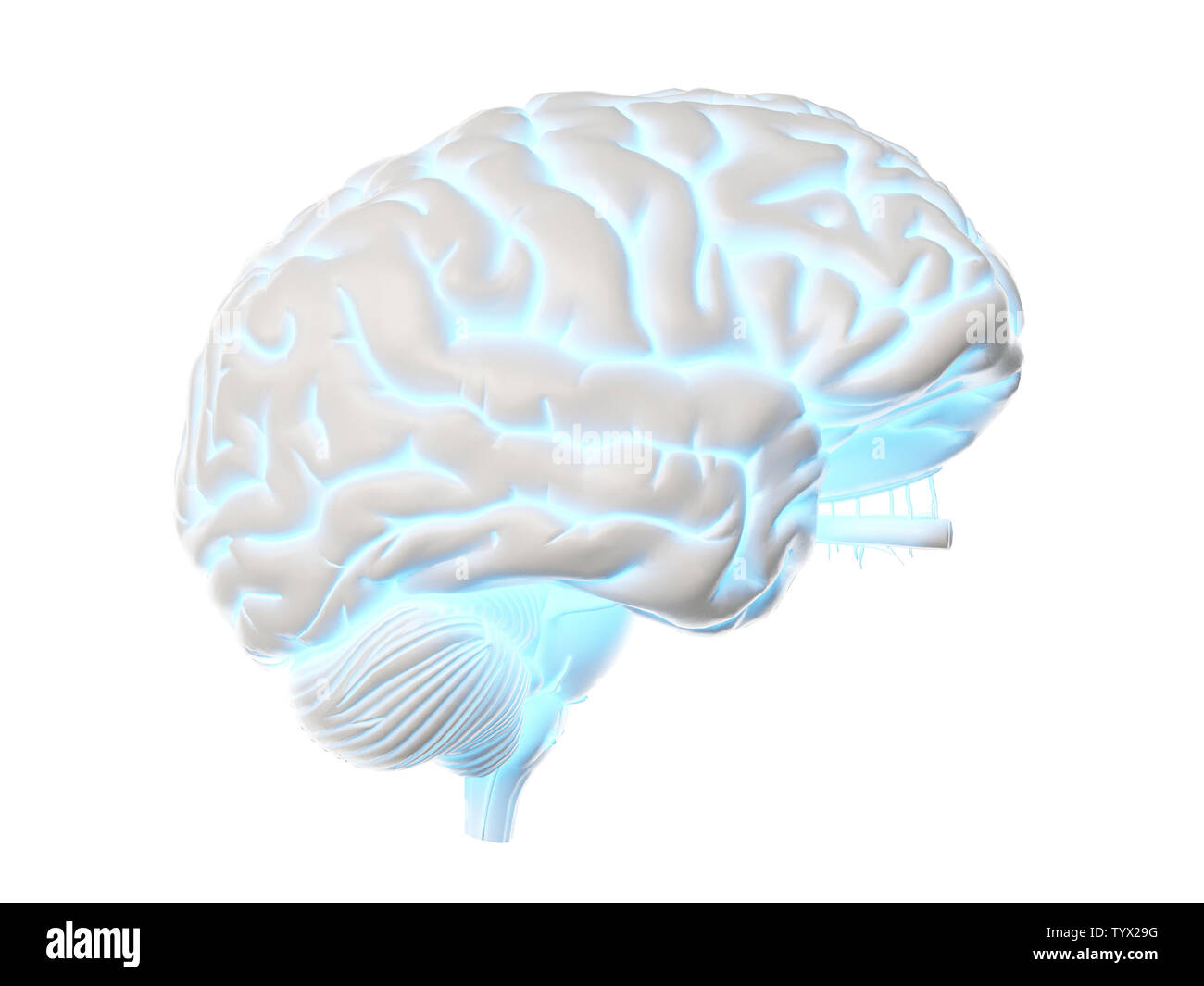 3D-gerenderte Medizinisch genaue Abbildung eines glühenden Gehirn Stockfoto