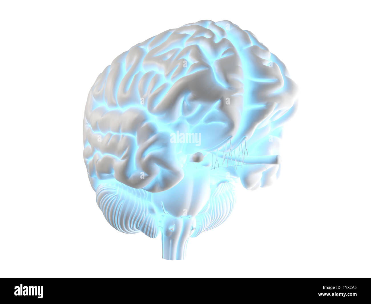 3D-gerenderte Medizinisch genaue Abbildung eines glühenden Gehirn Stockfoto
