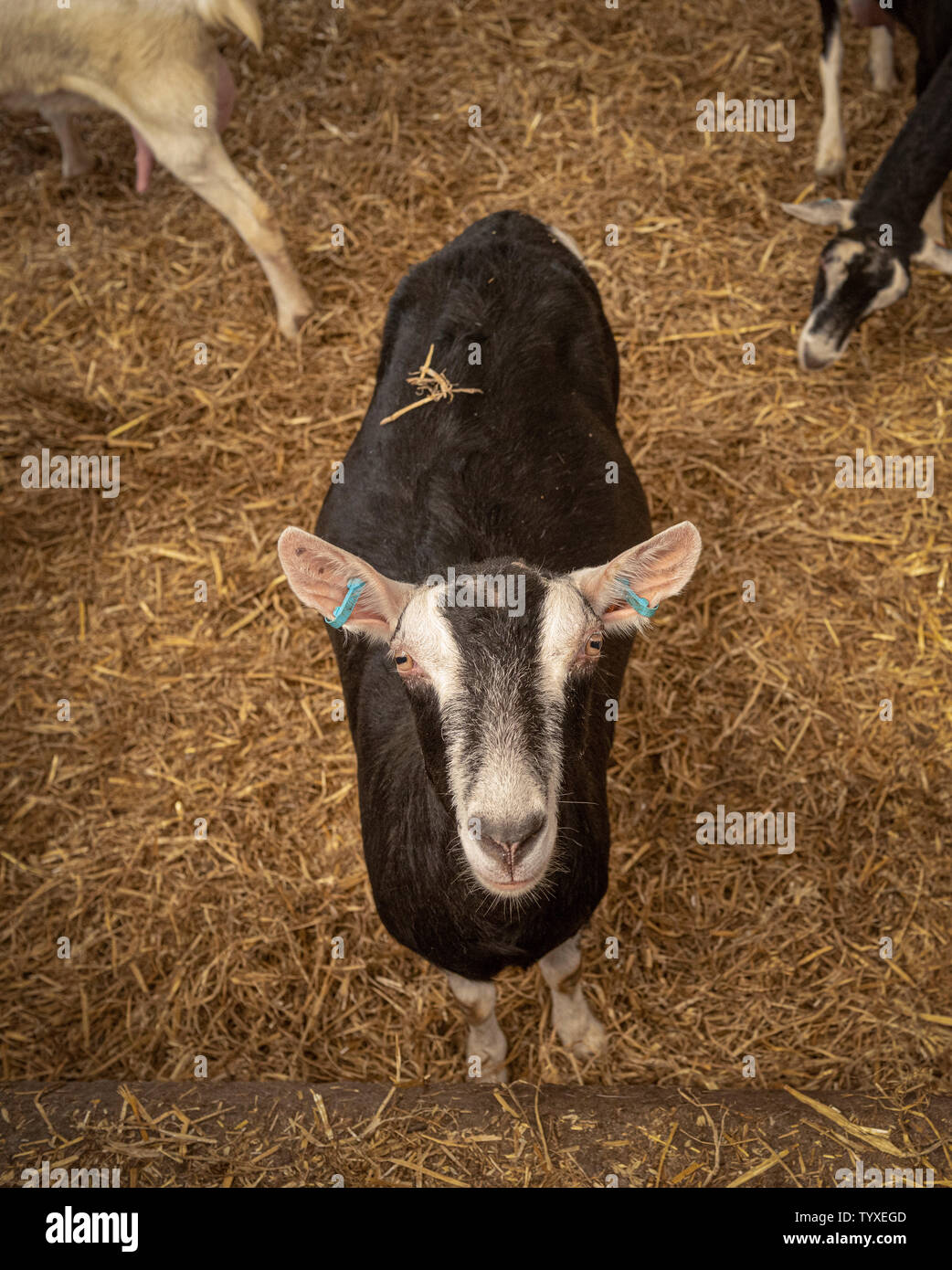 Gezüchteten Ziegen im Innenbereich Stockfoto