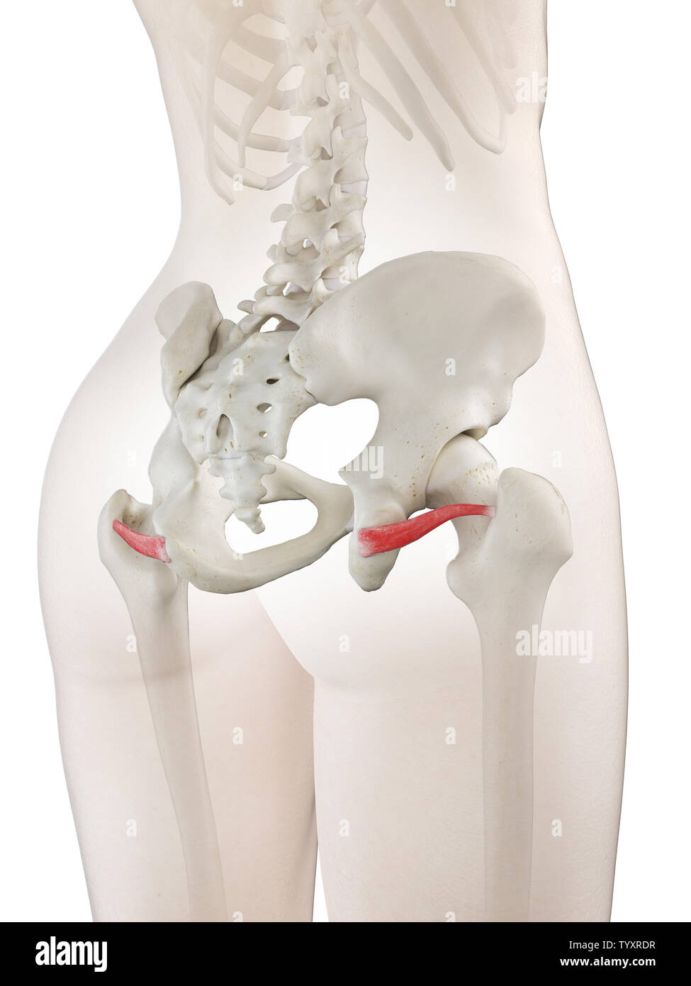 3D-gerenderte Medizinisch genaue Abbildung eines womans Gemellus Inferior Stockfoto