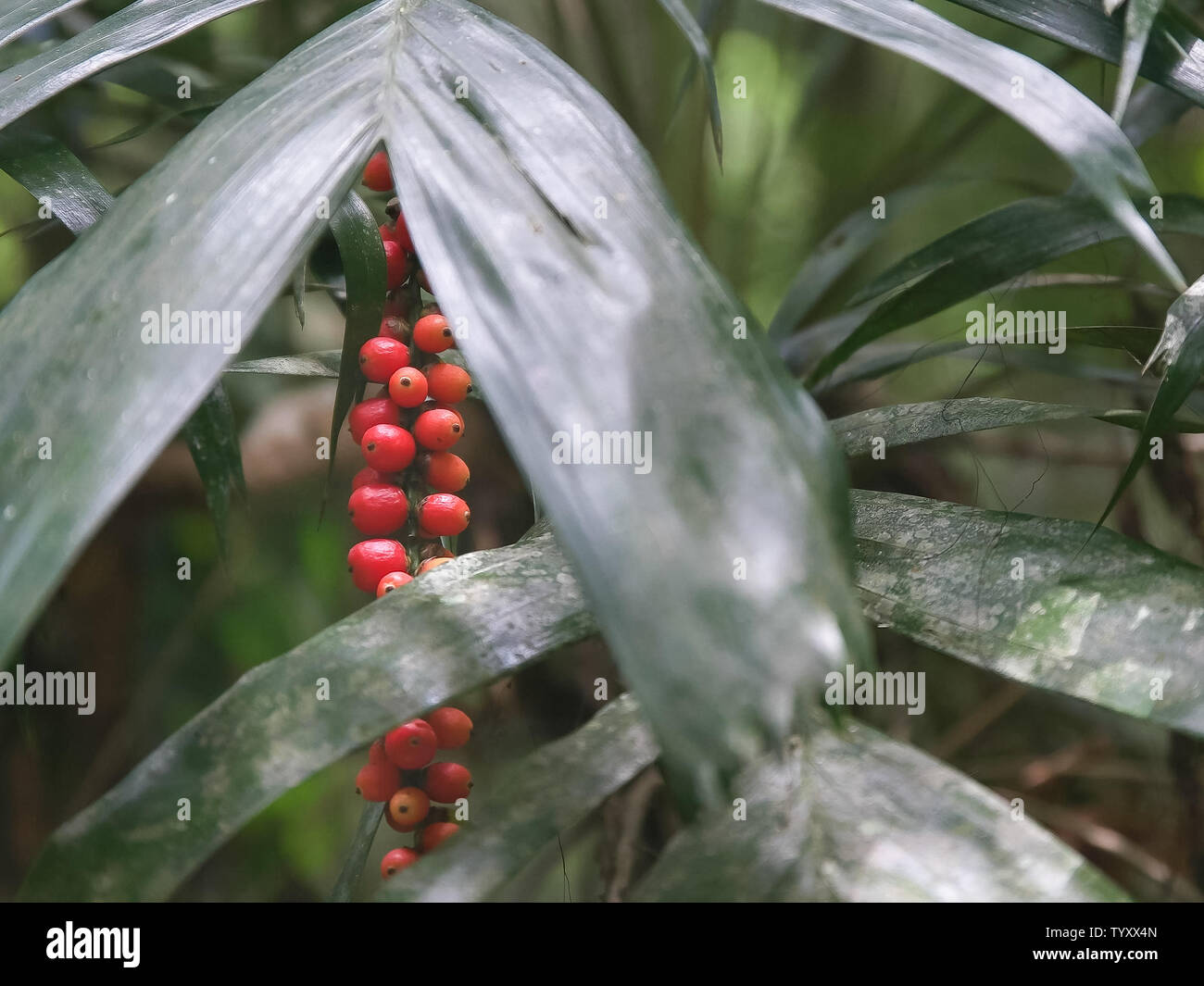 Reife rote Früchte auf einem Palm in Lamington National Park, Queensland Stockfoto