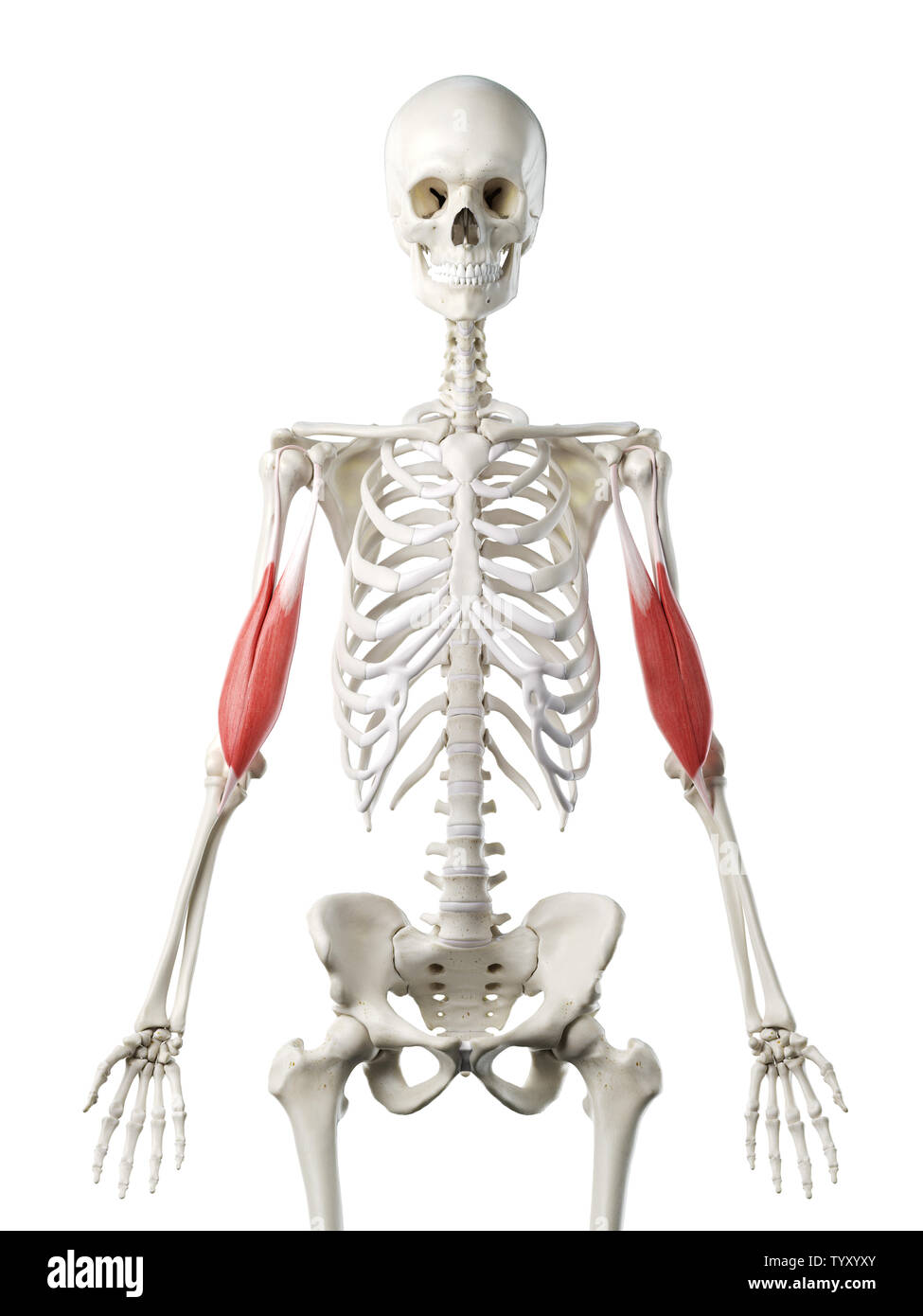 3D-gerenderte Medizinisch genaue Abbildung eines womans Bizeps Stockfoto