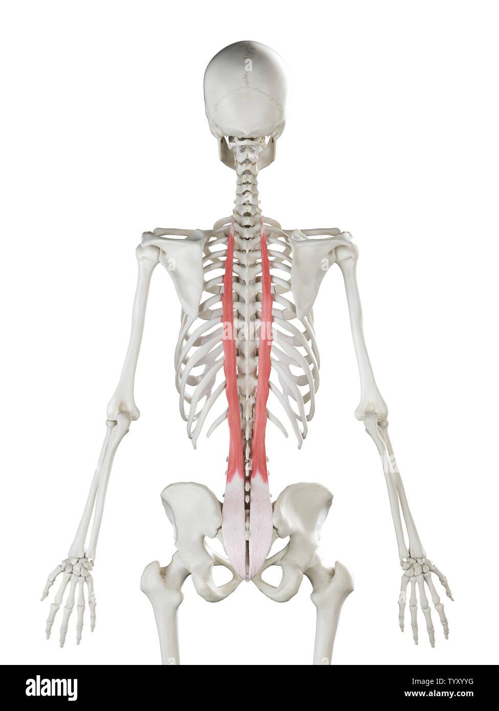 3D-gerenderte Medizinisch genaue Abbildung eines womans Longissimus Thoracis Stockfoto