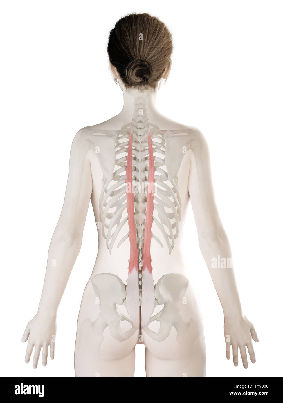 3D-gerenderte Medizinisch genaue Abbildung eines womans Longissimus Thoracis Stockfoto