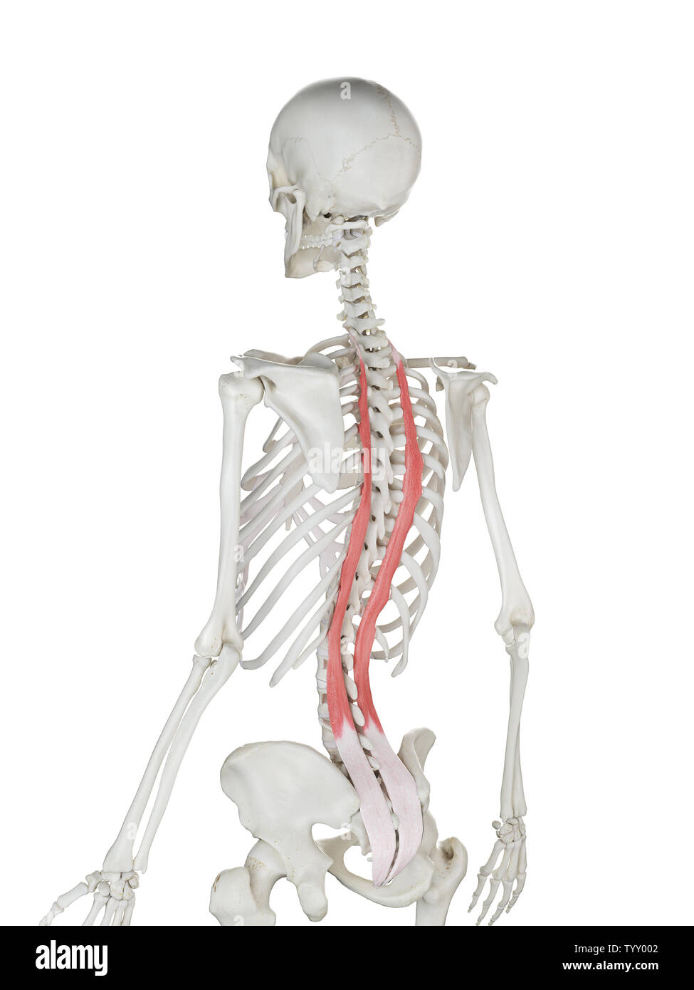 3D-gerenderte Medizinisch genaue Abbildung eines womans Longissimus Thoracis Stockfoto