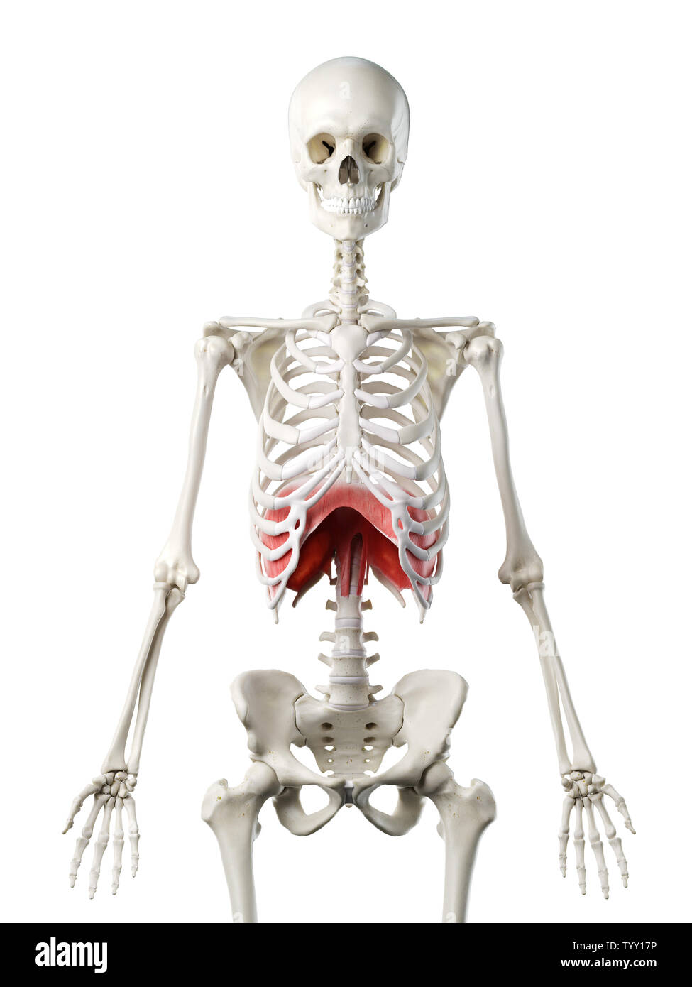 3D-gerenderte Medizinisch genaue Abbildung eines womans Membran Stockfoto