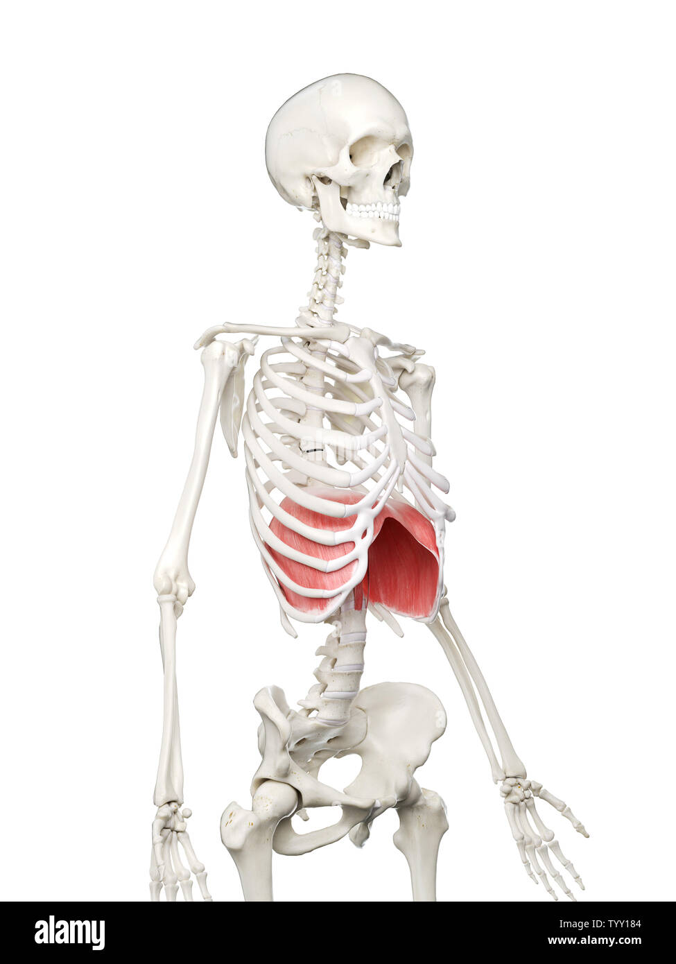 3D-gerenderte Medizinisch genaue Abbildung eines womans Membran Stockfoto