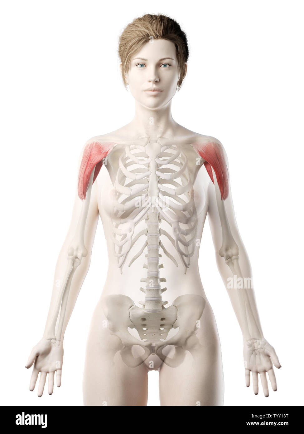 3D-gerenderte Medizinisch genaue Abbildung eines womans Deltamuskel Stockfoto