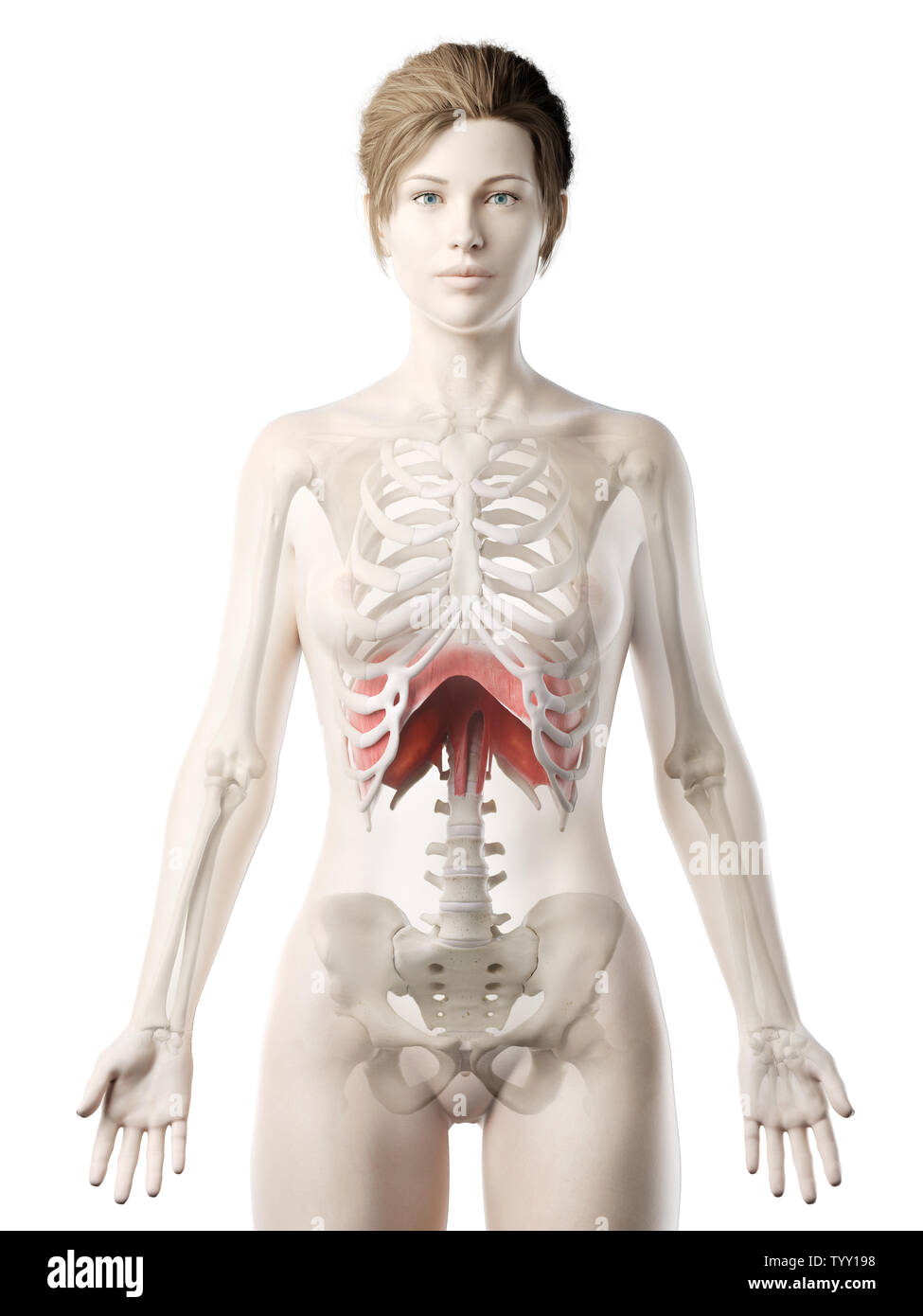 3D-gerenderte Medizinisch genaue Abbildung eines womans Membran Stockfoto