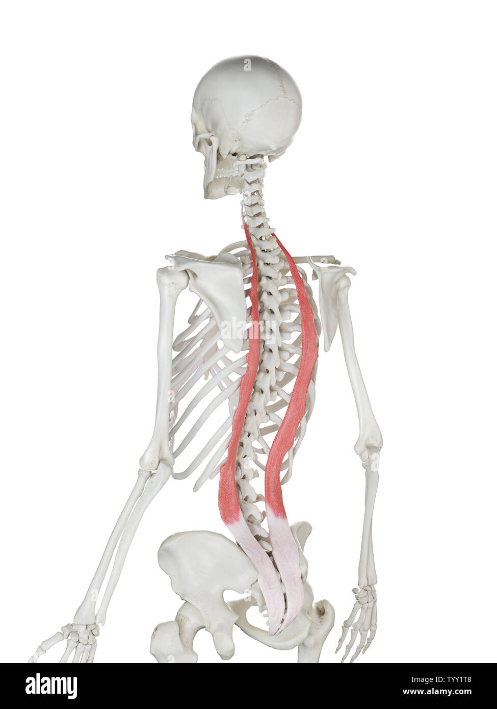 3D-gerenderte Medizinisch genaue Abbildung eines womans Iliocostalis Stockfoto