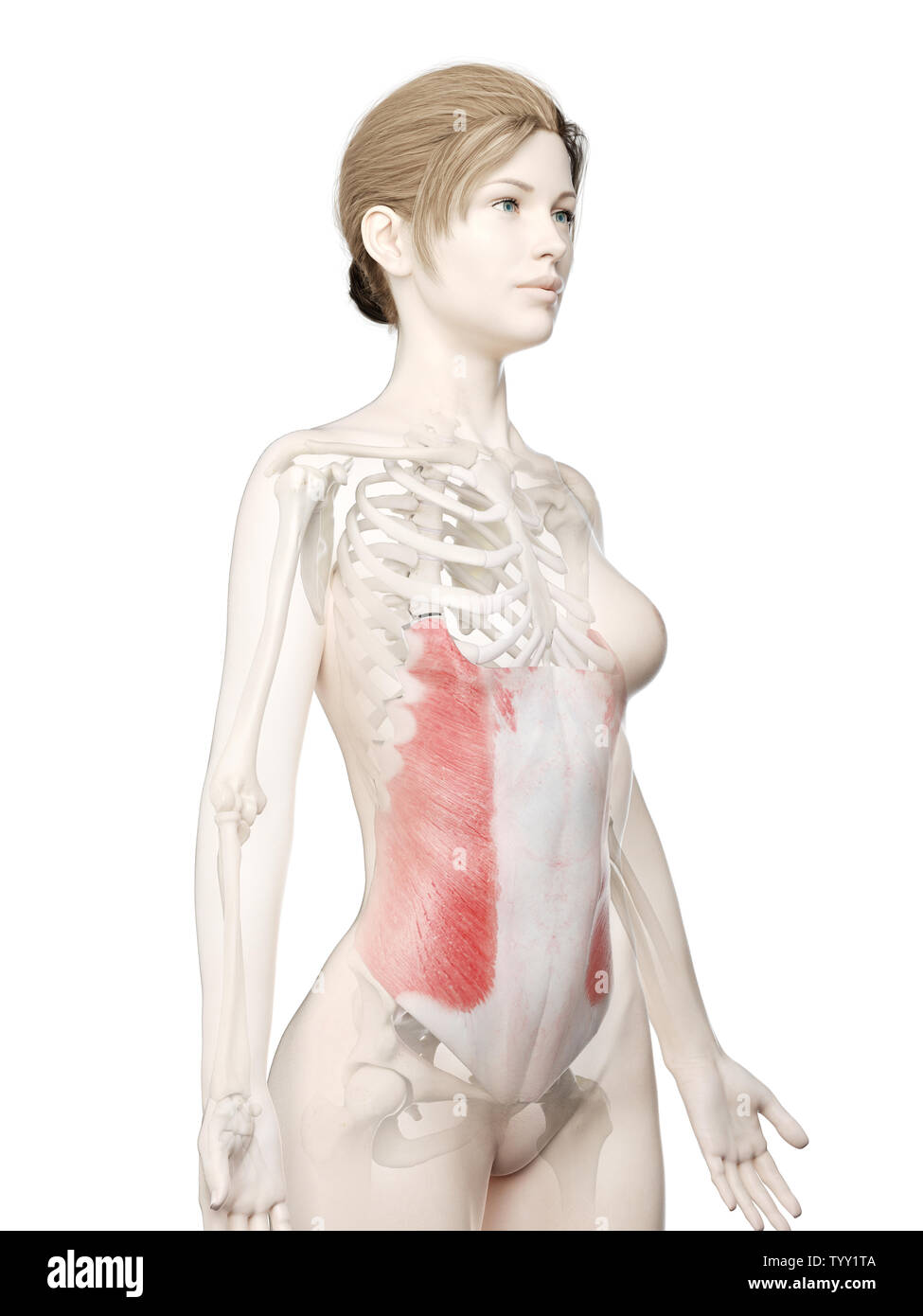 3D-gerenderte Medizinisch genaue Abbildung eines womans Externe Oblique Muskel Stockfoto