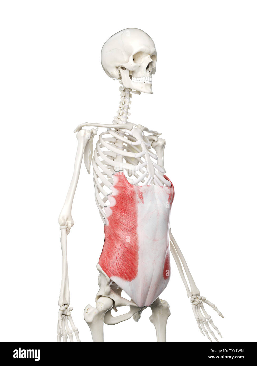 3D-gerenderte Medizinisch genaue Abbildung eines womans Externe Oblique Muskel Stockfoto