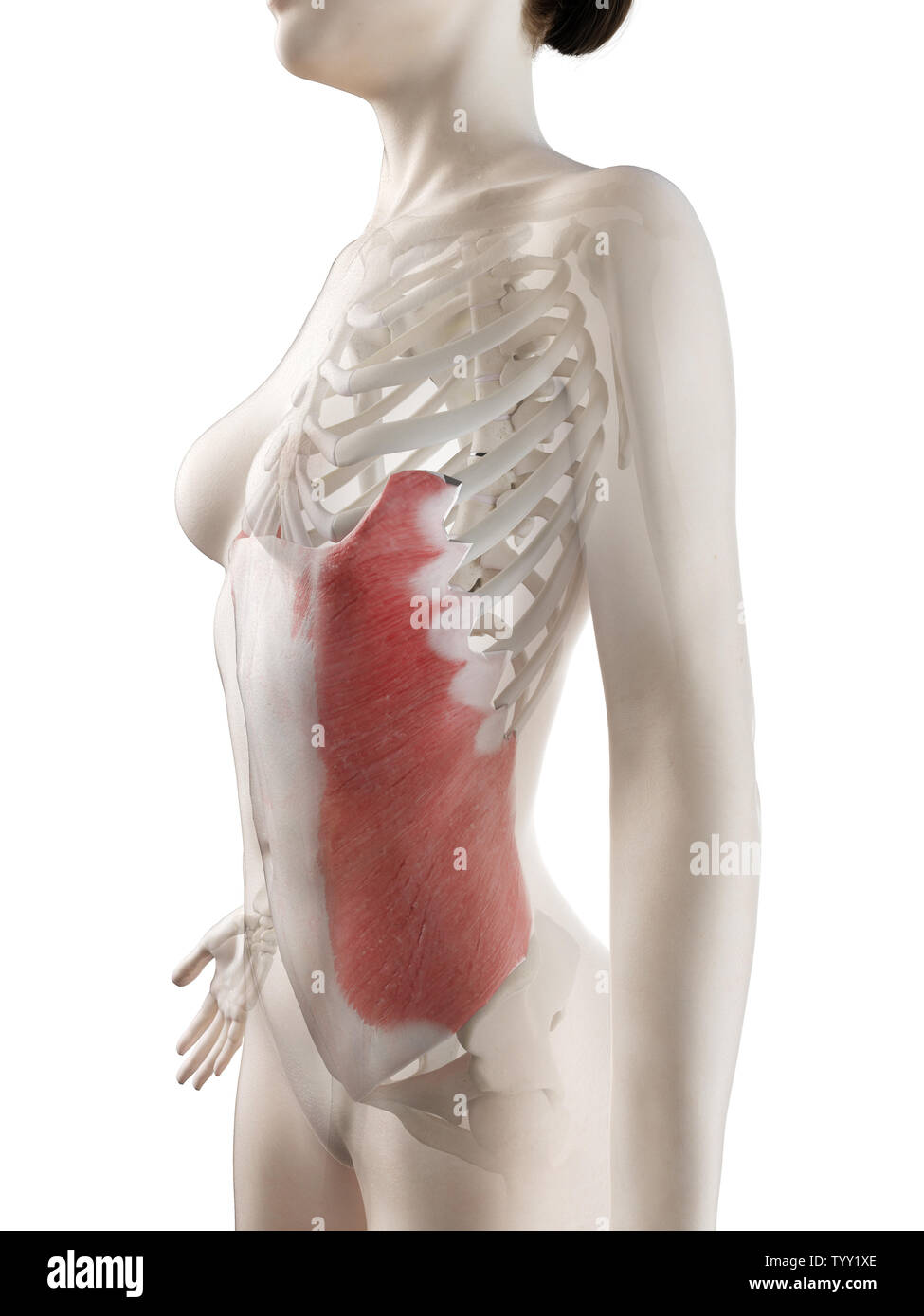 3D-gerenderte Medizinisch genaue Abbildung eines womans Externe Oblique Muskel Stockfoto