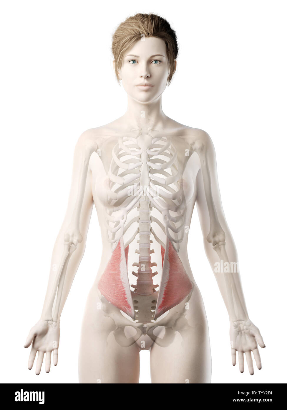 3D-gerenderte Medizinisch genaue Abbildung eines womans Interne Oblique Muskel Stockfoto