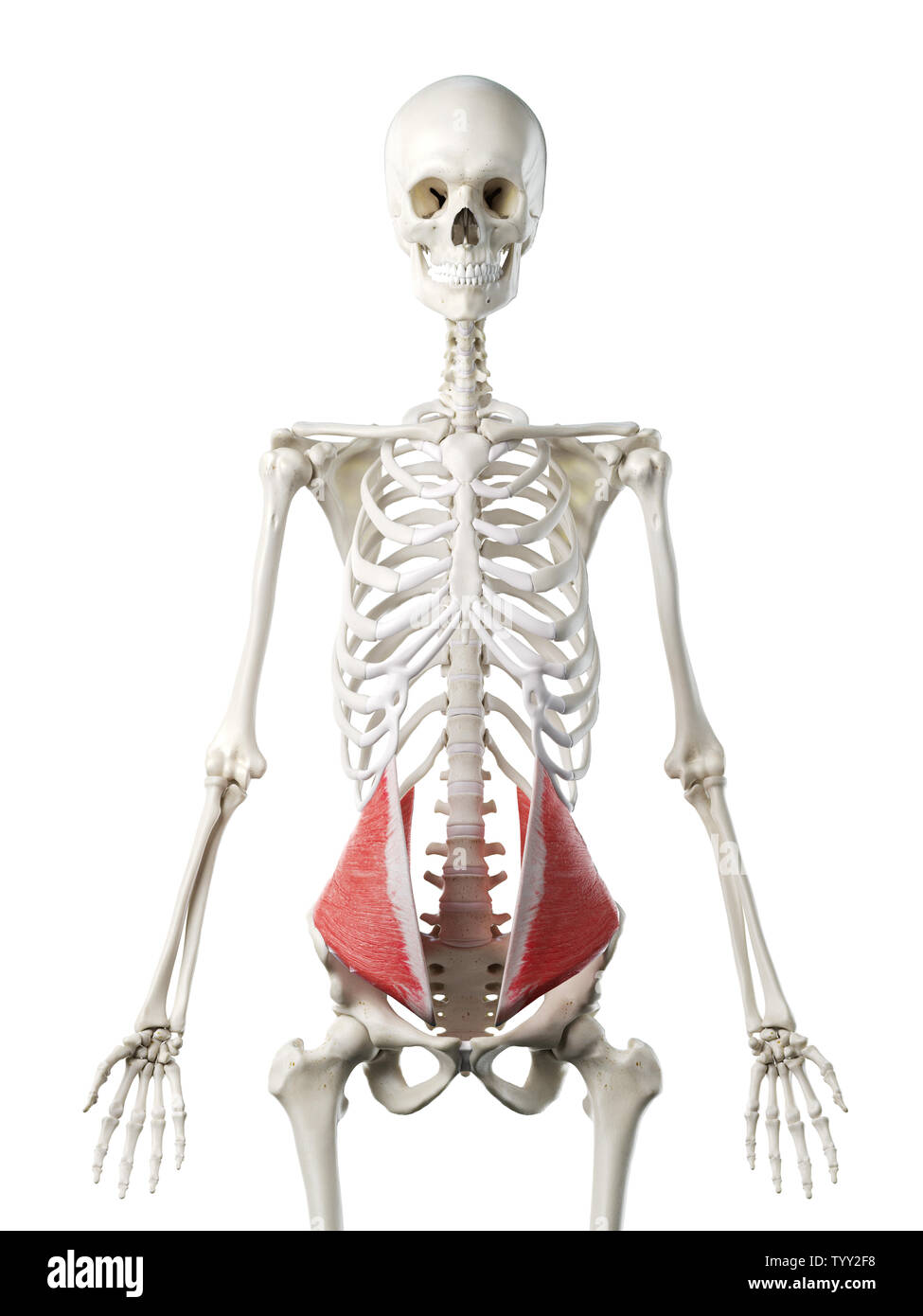 3D-gerenderte Medizinisch genaue Abbildung eines womans Interne Oblique Muskel Stockfoto