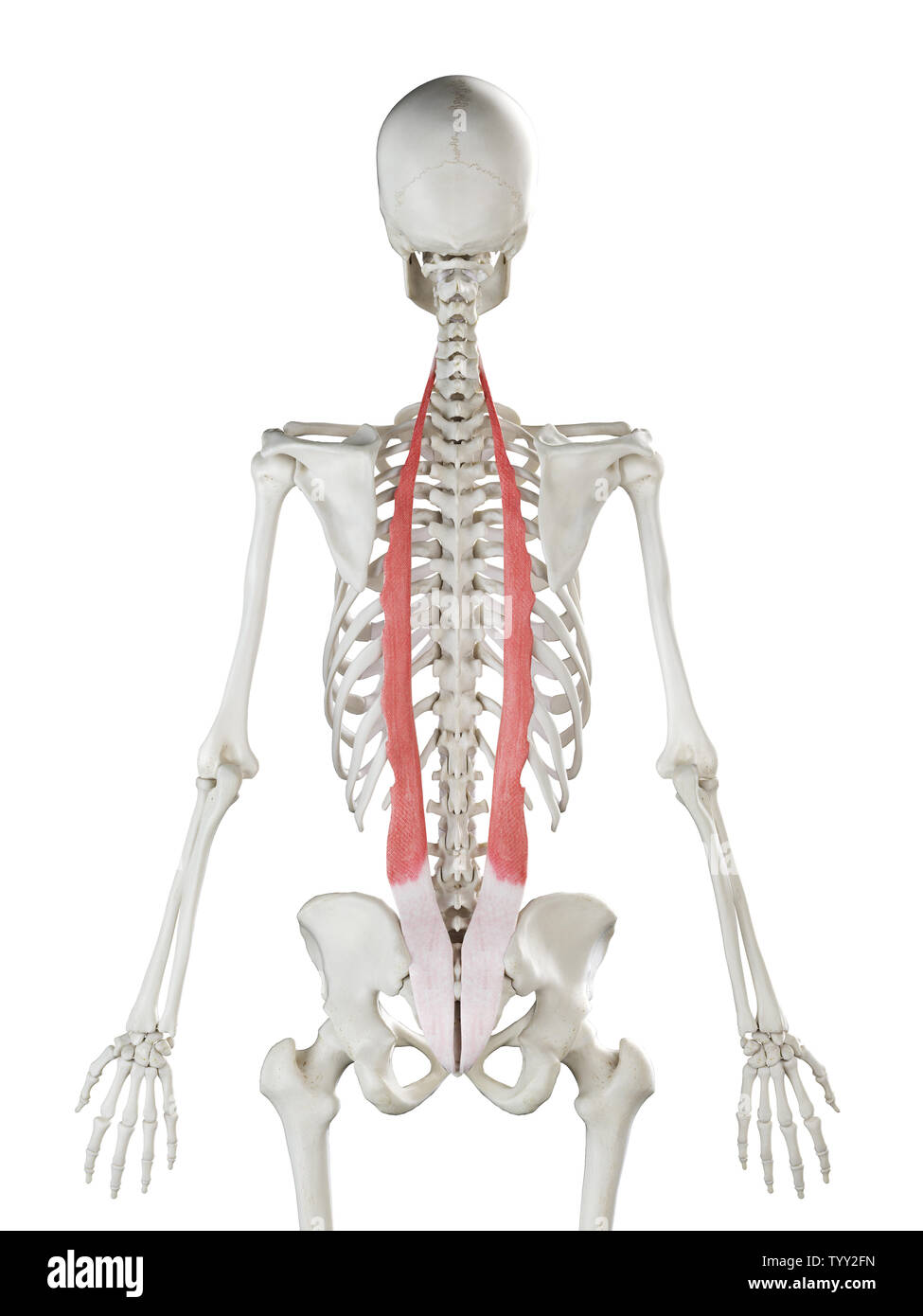 3D-gerenderte Medizinisch genaue Abbildung eines womans Iliocostalis Stockfoto