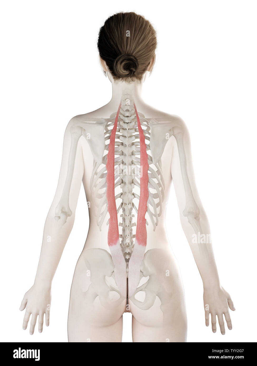 3D-gerenderte Medizinisch genaue Abbildung eines womans Iliocostalis Stockfoto