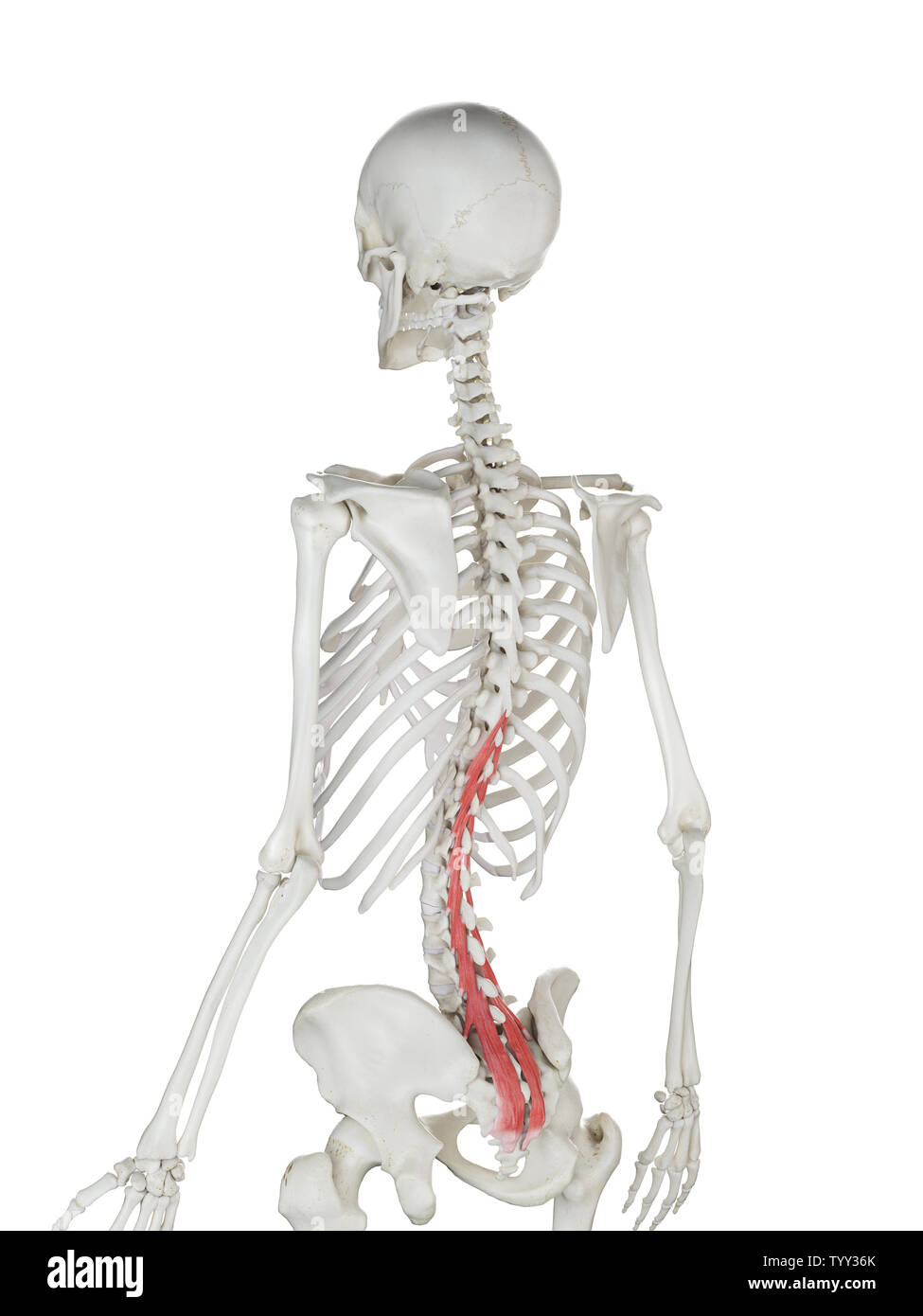 3D-gerenderte Medizinisch genaue Abbildung eines womans Multifidus Stockfoto