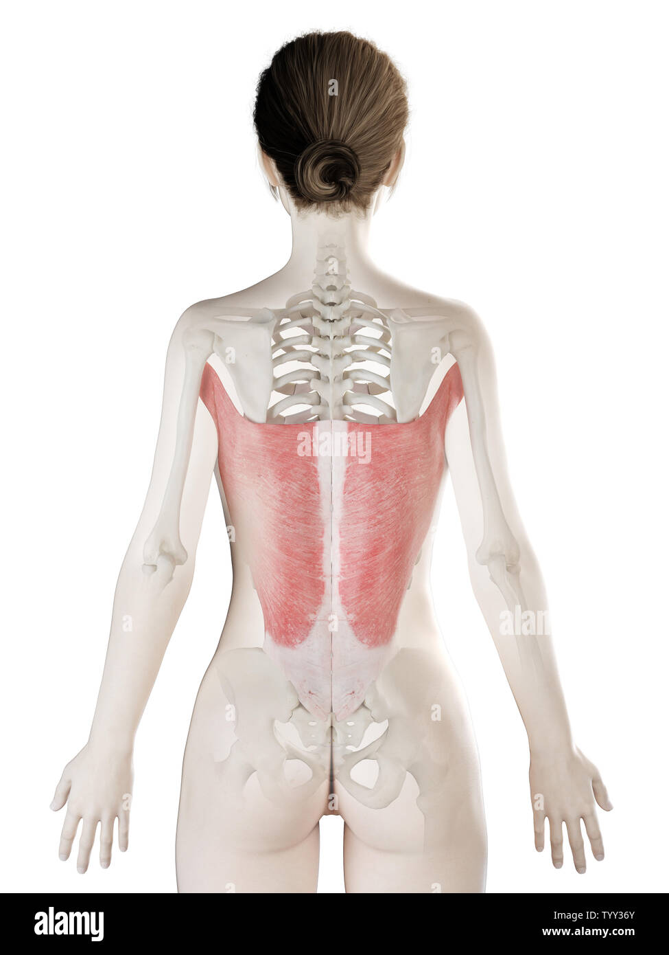 3D-gerenderte Medizinisch genaue Abbildung eines womans Latissimus Dorsi Stockfoto