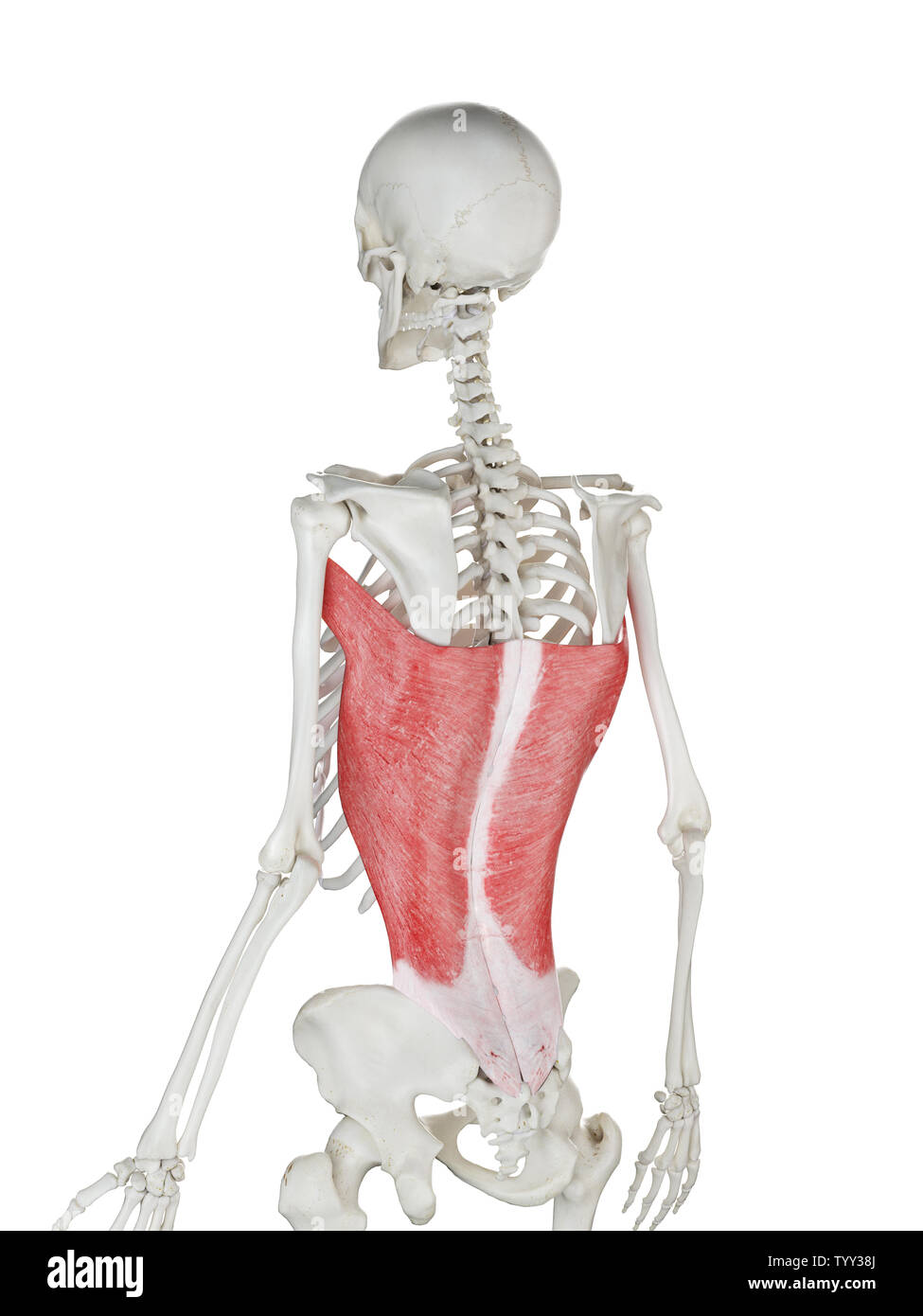 3D-gerenderte Medizinisch genaue Abbildung eines womans Latissimus Dorsi Stockfoto